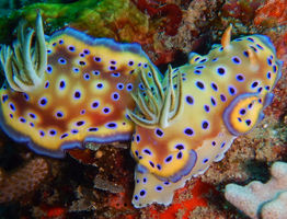 Nudibranch Diving Tour