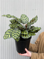 Calathea Makoyana (Peacock) | Melbourne Indoor Plants
