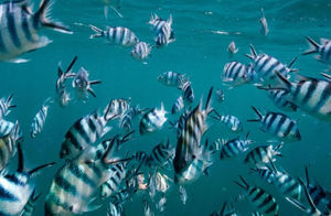 Guided Snorkeling