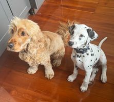 Dog sitting