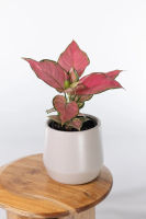 Aglaonema Valentine | Melbourne Indoor Plants