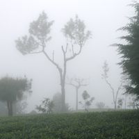 Two nights up in the tea hills at Ella