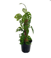 Small Pot Plants