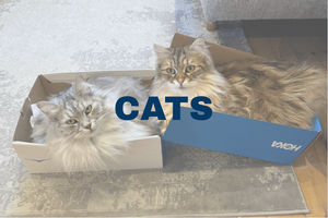 Ridiculous Cat Toys