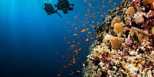 Dive tour