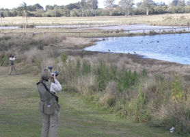 Araucaria Birdwatching Tour