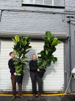 Fiddle Leaf Fig | Melbourne Indoor Plants