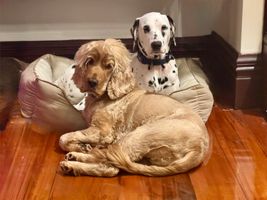 Dog sitting (overnight)
