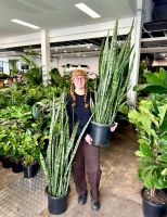 Snake Plant Robusta | Melbourne Indoor Plants