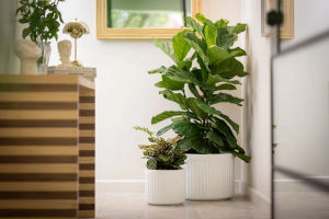 Leo Pot - White | Melbourne Indoor Plants