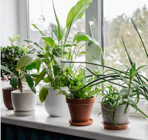 House Plants Fund 