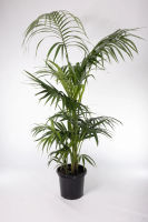 Kentia Palm | Melbourne Indoor Plants