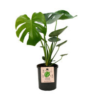 Medium Free Standing Pot Plants