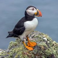 Skomer Island ferry 
